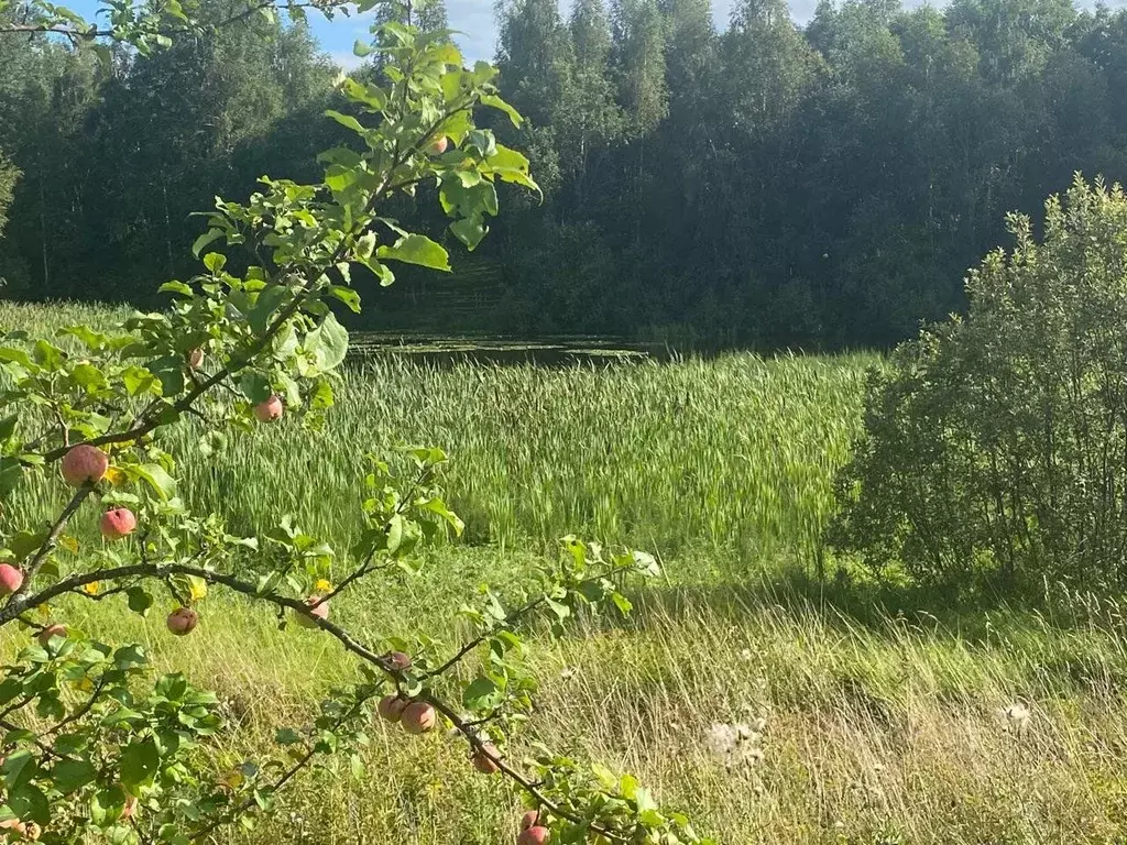 Участок в Ленинградская область, Лужский район, Серебрянское с/пос, д. ... - Фото 0