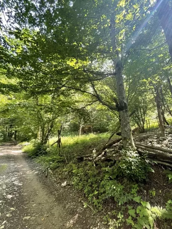 Участок в Краснодарский край, Сочи городской округ, с. Харциз Первый  ... - Фото 2