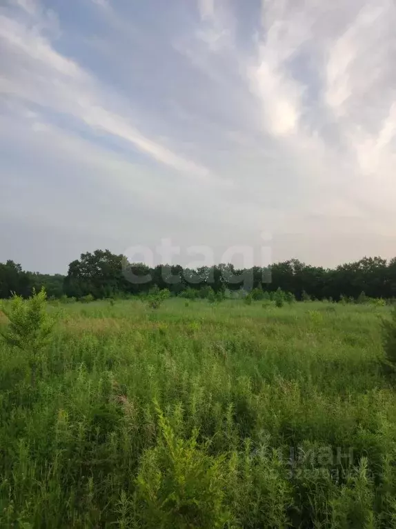 Участок в Амурская область, Благовещенский район, с. Кантон-Коммуна  ... - Фото 2