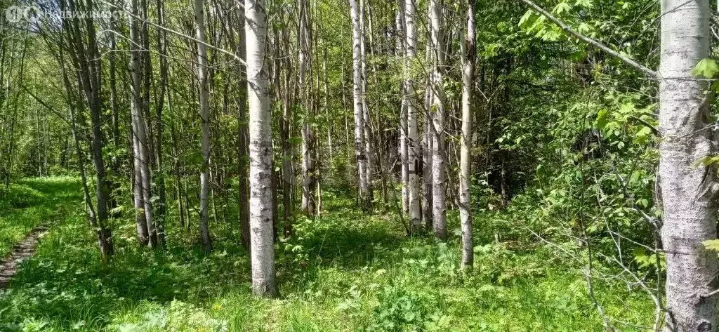 Участок в Пермский муниципальный округ, посёлок Лесоучасток 831 (7 м) - Фото 1