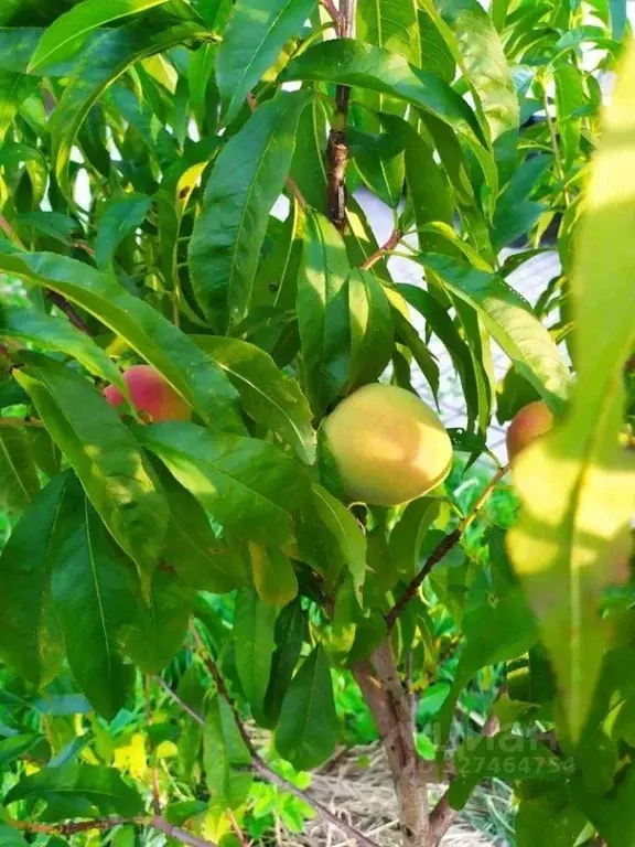 Дом в Калининградская область, Калининград ул. Дзержинского, 202А (110 ... - Фото 2