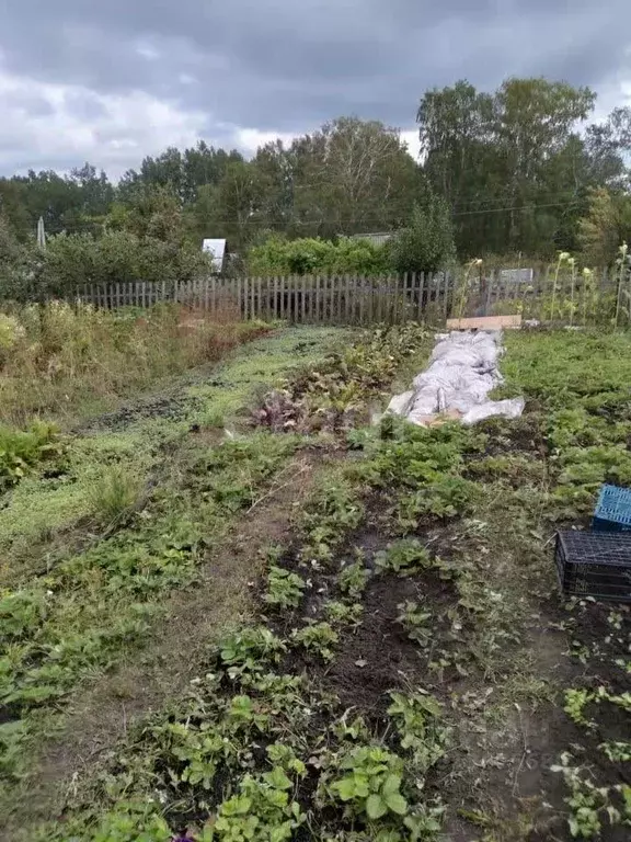 Участок в Новосибирская область, Бердск Марьин Лог СНТ, ул. 57-я, 6 ... - Фото 1