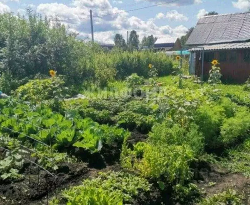 Дом в Новосибирская область, Тогучинский район, Клубничка садовое ... - Фото 1