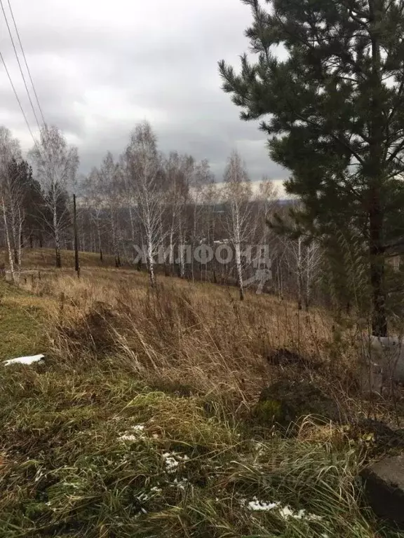 Участок в Новосибирская область, Новосибирский район, Новолуговской ... - Фото 0