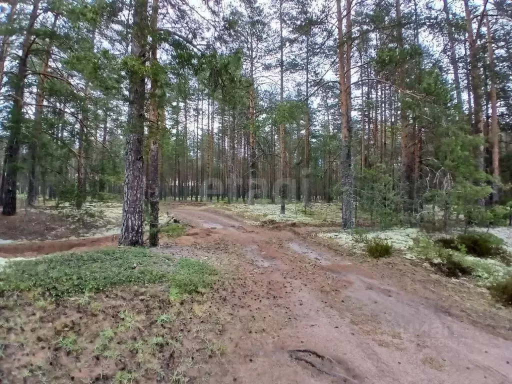 Участок в Ленинградская область, Волховский район, Пашское с/пос, д. ... - Фото 1