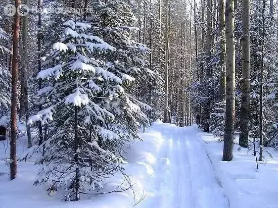 Участок в село Тюнево, Уральская улица (7.7 м) - Фото 2