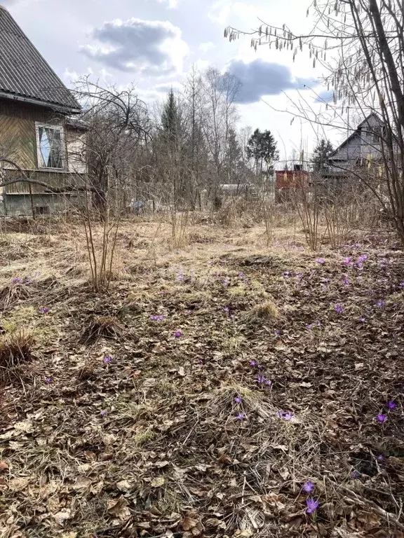 Участок в Ленинградская область, Ломоносовский район, Пениковское ... - Фото 1