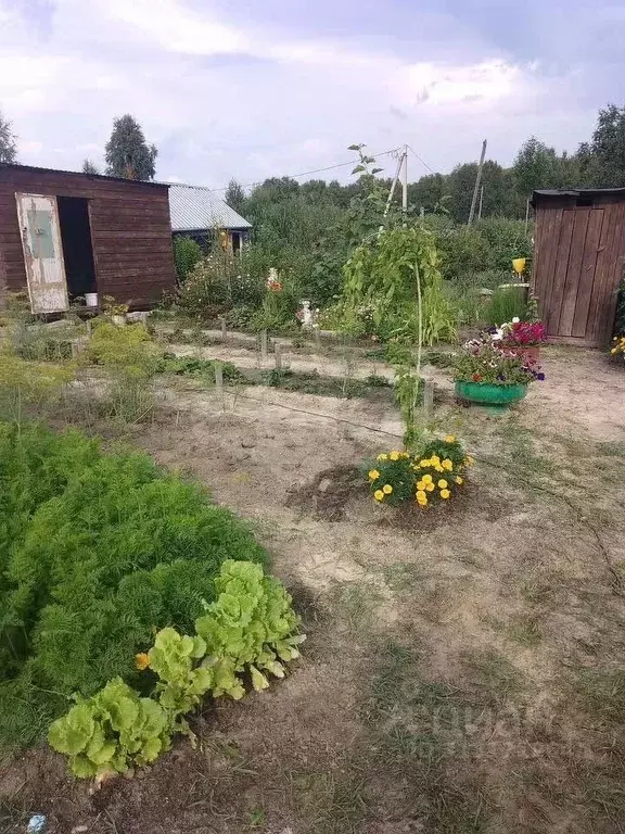 Участок в Тюменская область, Нижнетавдинский район, Мечта ДНТ ул. 6-я ... - Фото 0