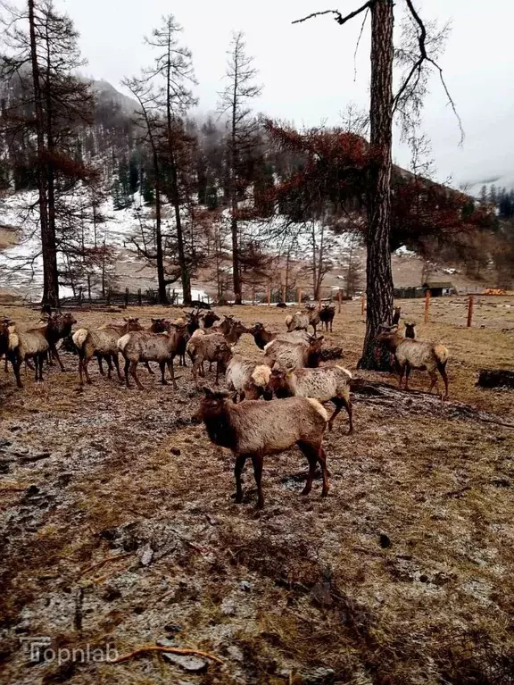 Производственное помещение в Алтай, Усть-Коксинский район, с. ... - Фото 1