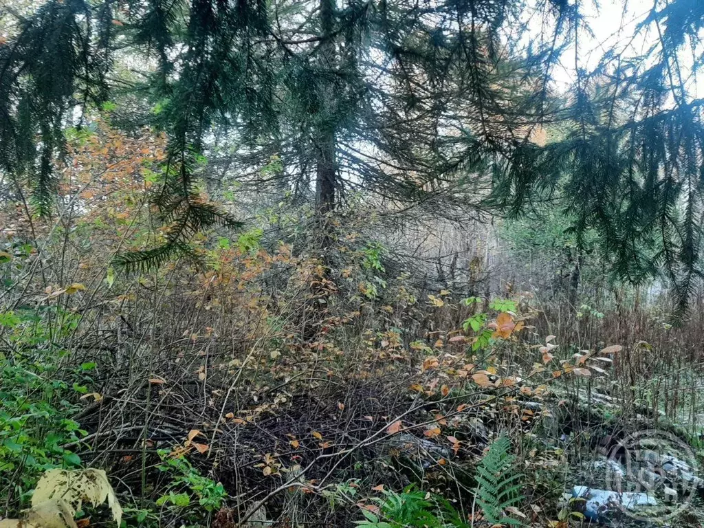 Участок в Санкт-Петербург пос. Серово, дор. Линдуловская, 23 (11.0 ... - Фото 1