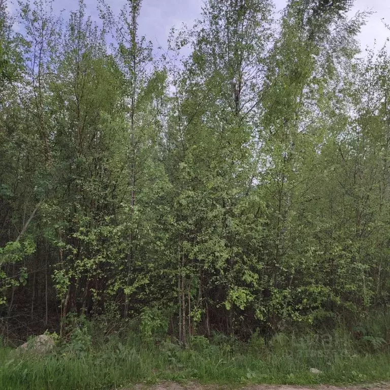 Участок в Московская область, Павлово-Посадский городской округ, д. ... - Фото 0