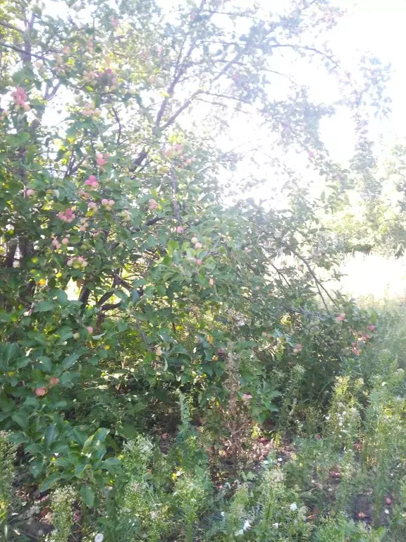 Дом в Курганская область, Курган Восход СНТ,  (24 м) - Фото 1