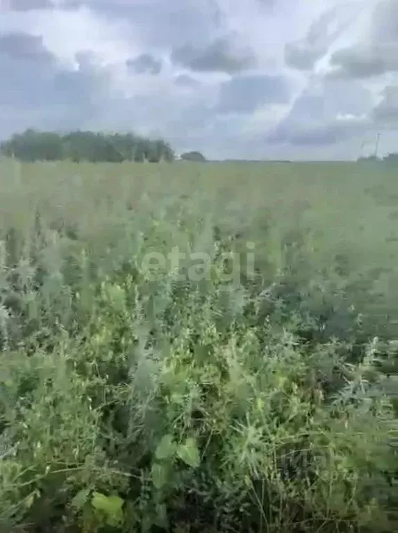Участок в Амурская область, Благовещенский район, пос. Заречный  (84.6 ... - Фото 1