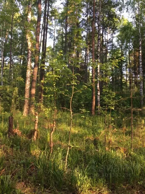 Участок в Свердловская область, Дегтярск  (16.0 сот.) - Фото 0