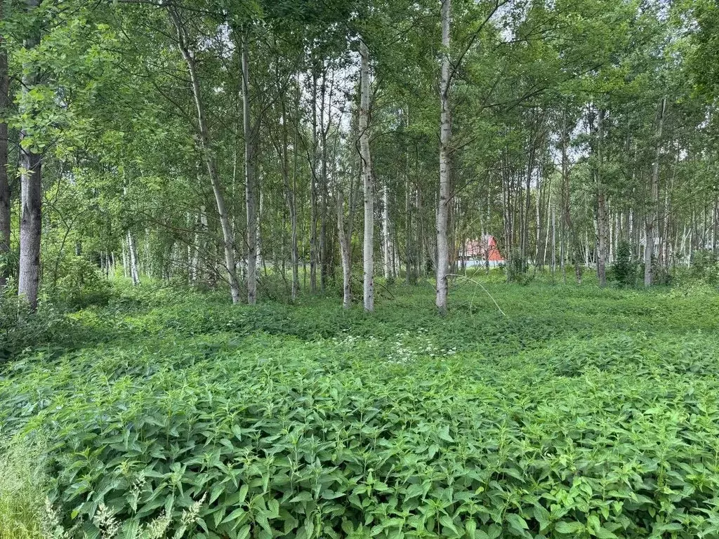 Участок в Московская область, Богородский городской округ, имени ... - Фото 1