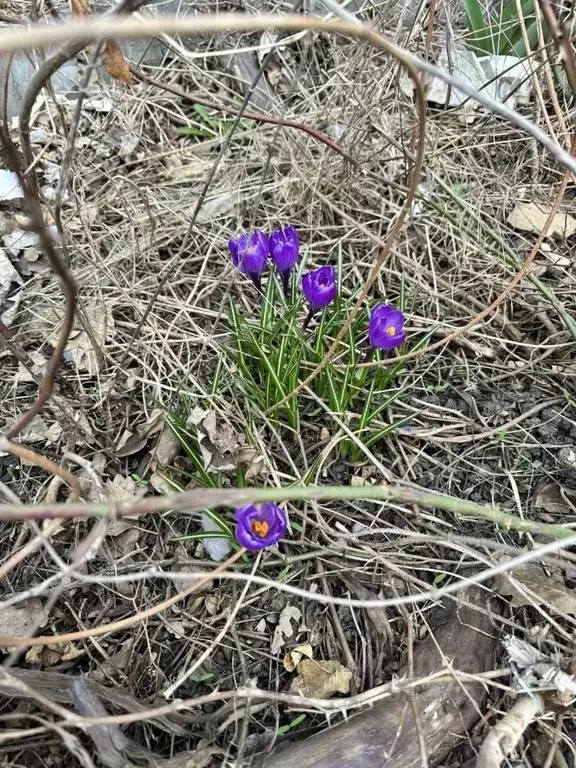 Дом в Ростовская область, Аксайский район, Щепкинское с/пос, пос. ... - Фото 2