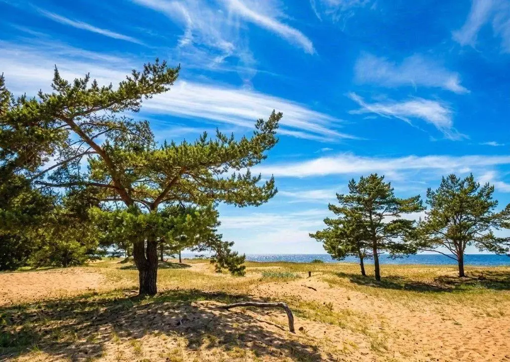 Участок в Ленинградская область, Выборгский район, Полянское с/пос, ... - Фото 1