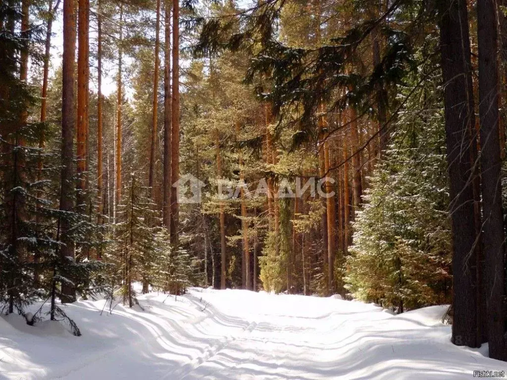 Участок в Владимирская область, Судогодский район, Вяткинское ... - Фото 0