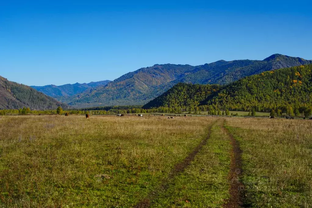 Участок в Алтай, Усть-Коксинский район, пос. Замульта Новая ул. (2.7 ... - Фото 2