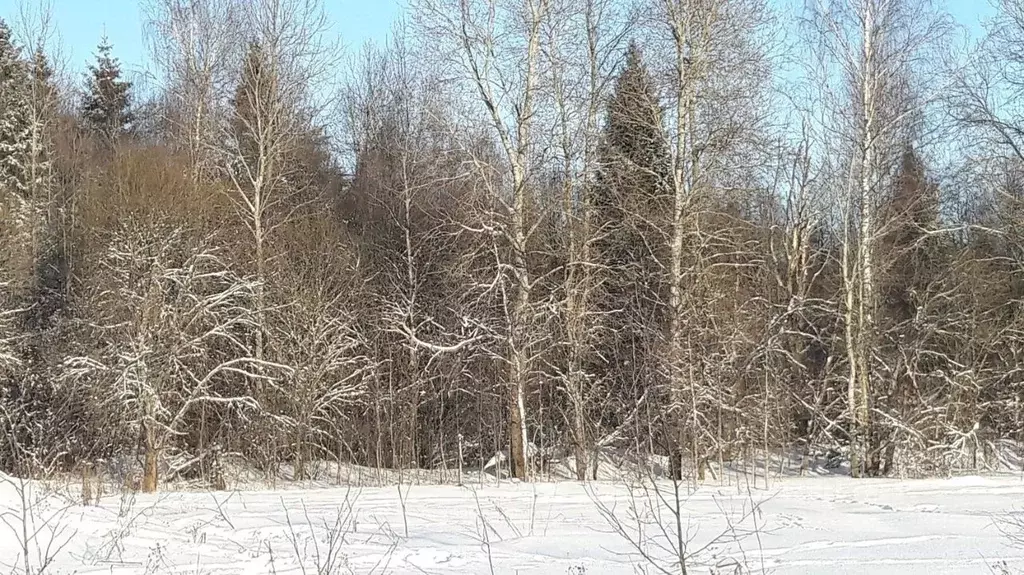 Участок в Владимирская область, Александровский район, Каринское ... - Фото 0