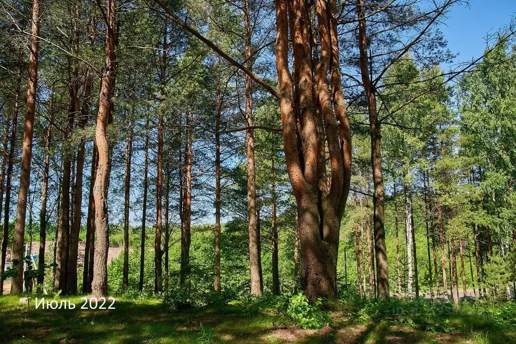 Участок в Ленинградская область, Всеволожский район, Бугровское ... - Фото 1