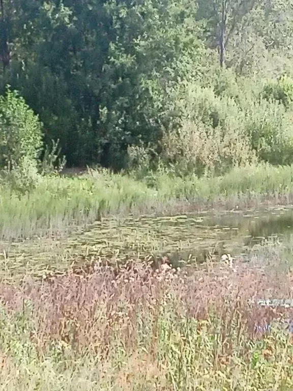 Участок в Новгородская область, Демянский муниципальный округ, д. ... - Фото 1