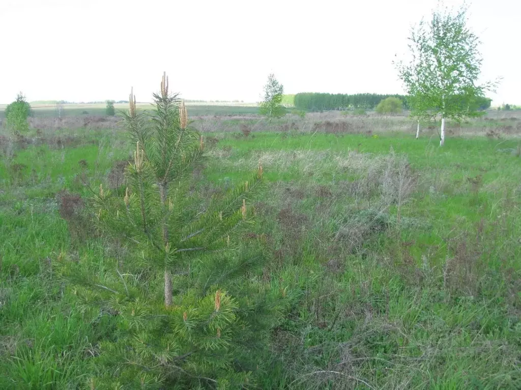 Участок в Тульская область, Тула городской округ, д. Нижние Брусы  ... - Фото 1