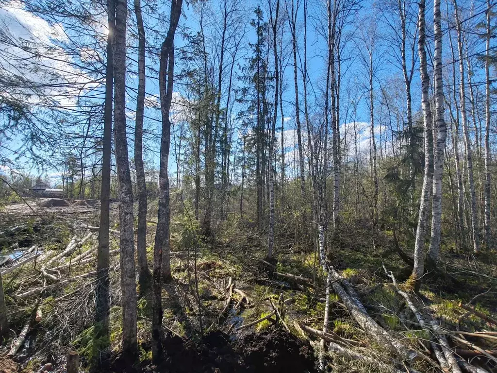 Участок в Новгородская область, Валдай ул. Дружбы (10.0 сот.) - Фото 1