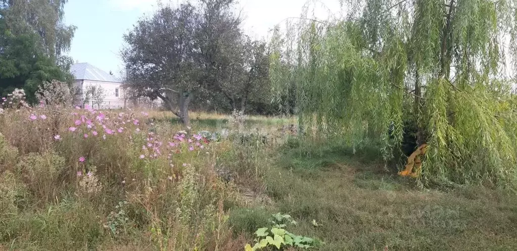 Участок в Воронежская область, Новоусманский район, с. Бабяково ... - Фото 1