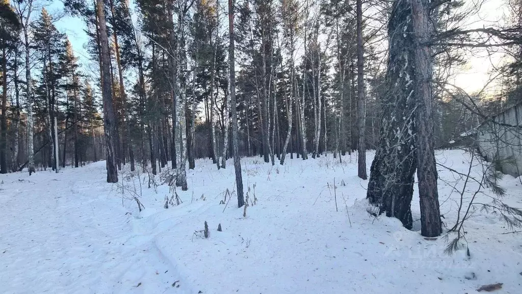 Участок в Алтайский край, Первомайский район, с. Фирсово ул. Фирсова ... - Фото 2