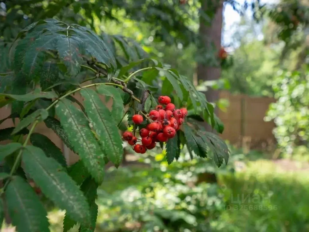 Участок в Москва ул. 10-я Новые Сады, 12С1 (10.0 сот.) - Фото 1