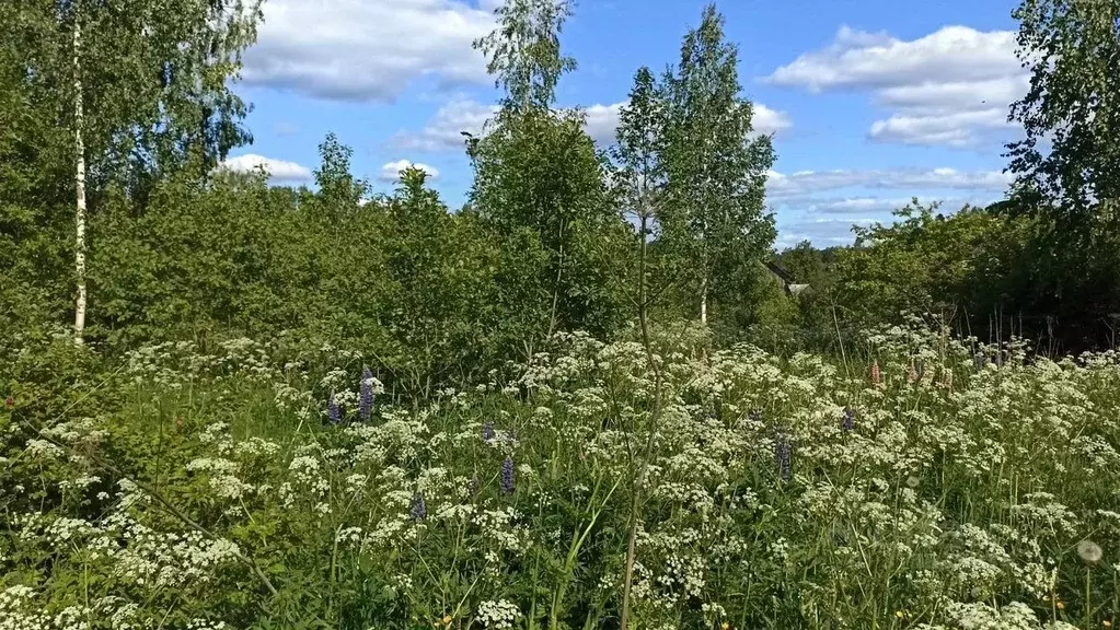 Участок в Ленинградская область, Лужский район, Толмачевское городское ... - Фото 0