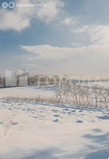 Участок в Новосибирская область, Коченёвский муниципальный район, ... - Фото 2