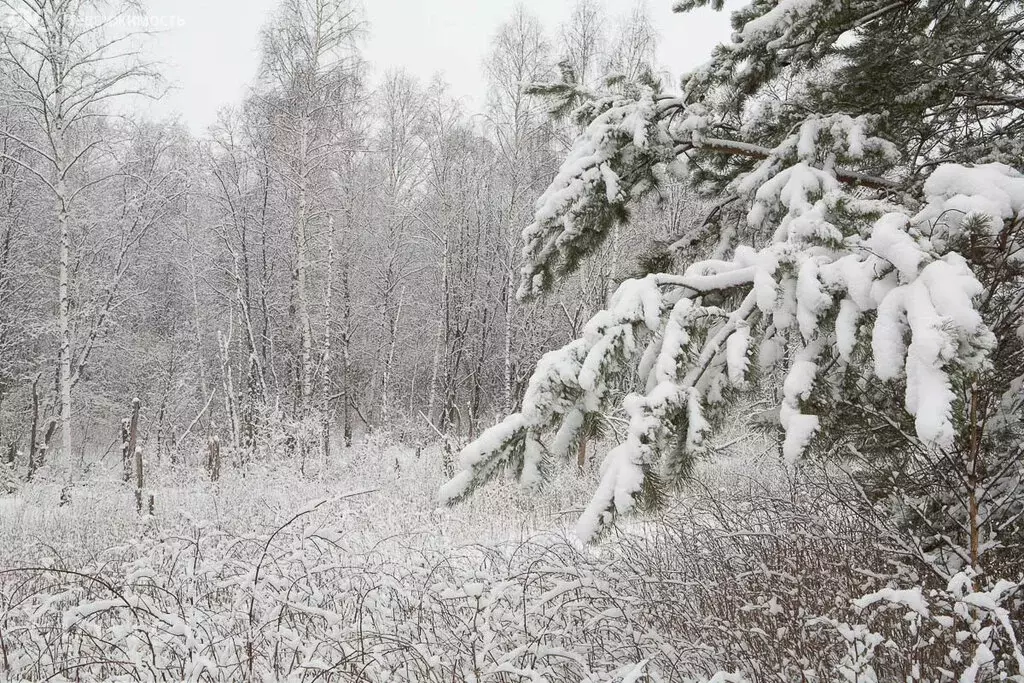 Участок в деревня Жуковка, КП Жуковка Академическая (32.16 м) - Фото 1