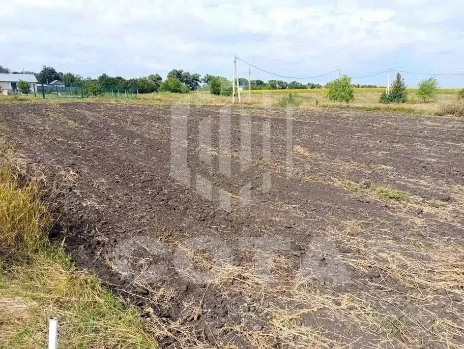 Участок в Воронежская область, Новоусманский район, с. Рогачевка ул. ... - Фото 2