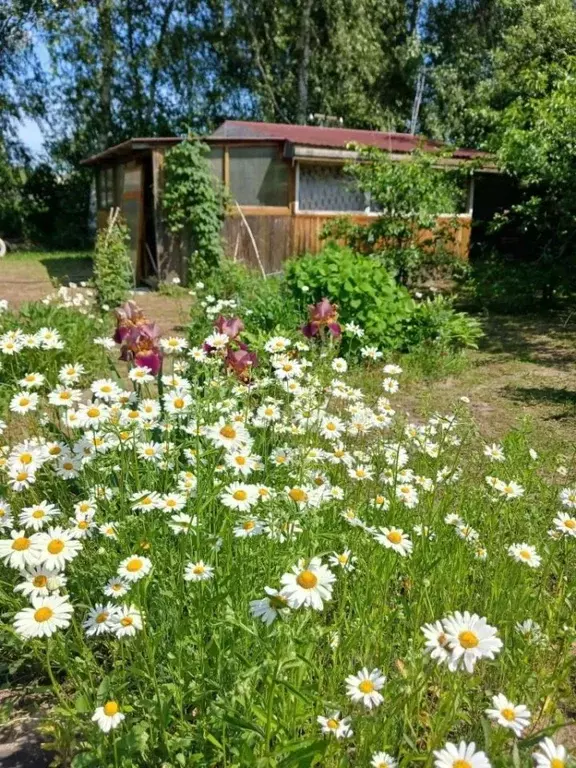 Участок в Нижегородская область, Нижний Новгород Золотая Осень СНТ, ... - Фото 1