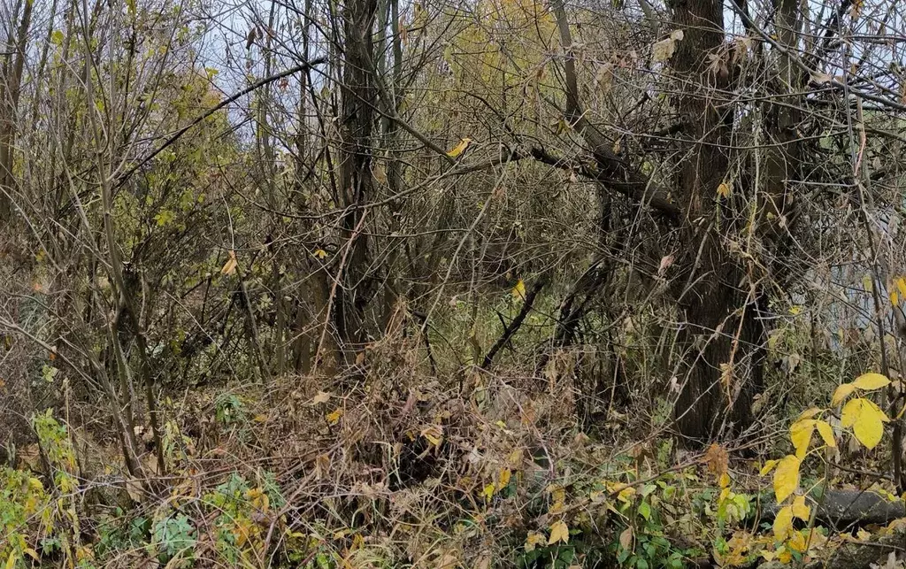 Участок в Московская область, Клин ул. Ломоносова (7.41 сот.) - Фото 2