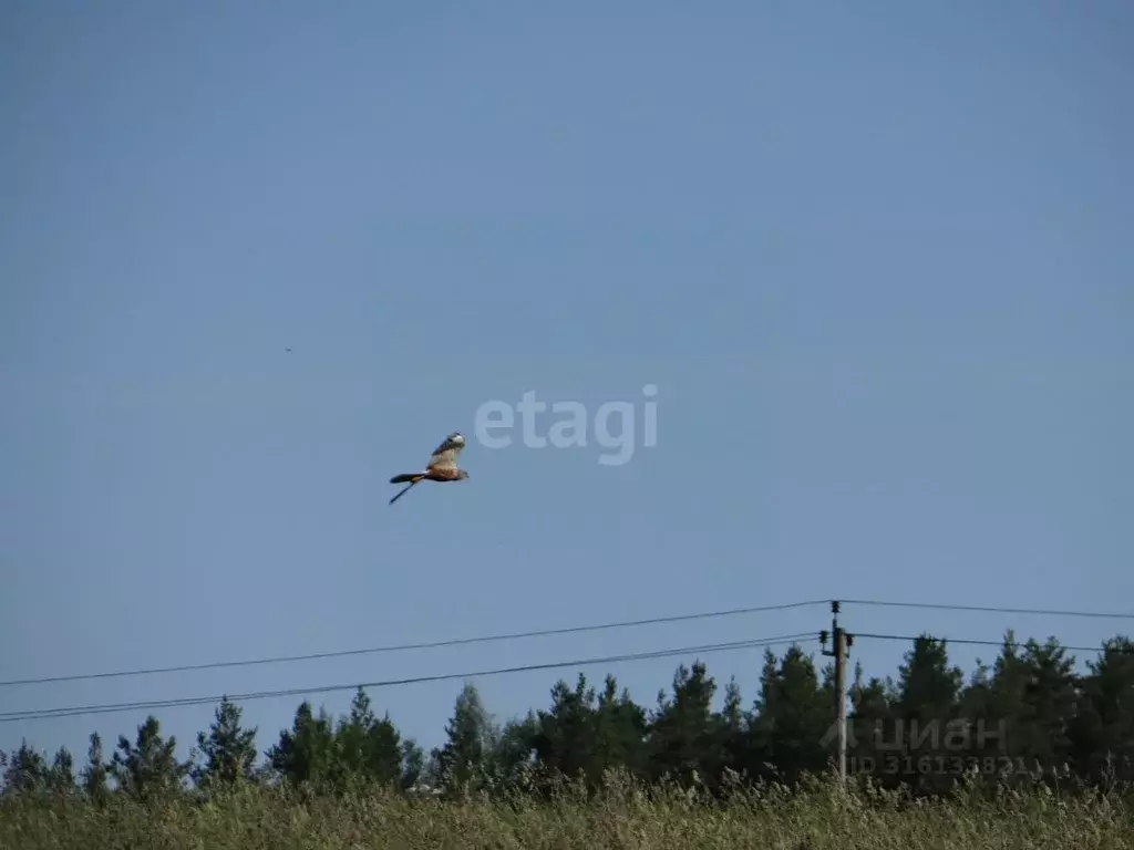 Участок в Ленинградская область, Приозерский район, Плодовское с/пос, ... - Фото 0