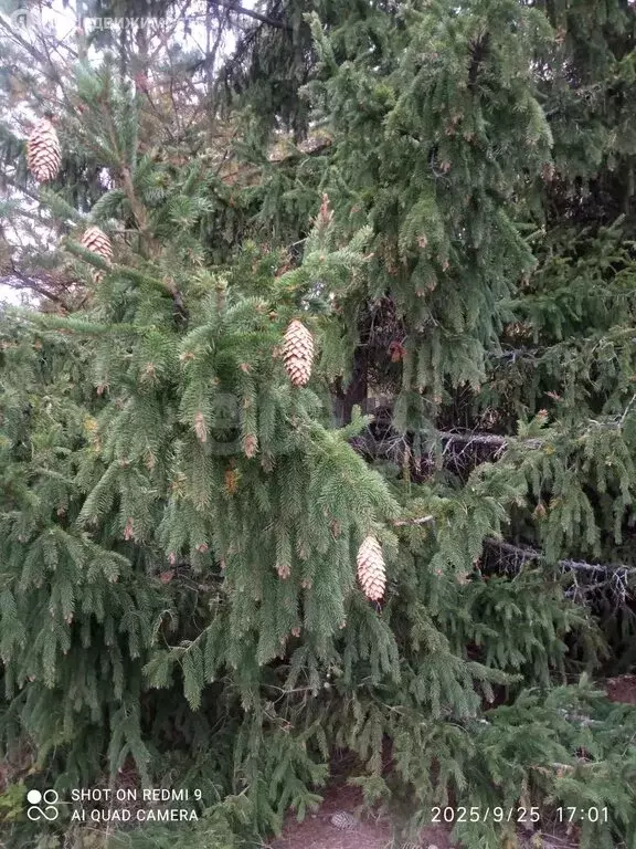 Участок в Новая Пырма, Садовая улица (50 м) - Фото 1