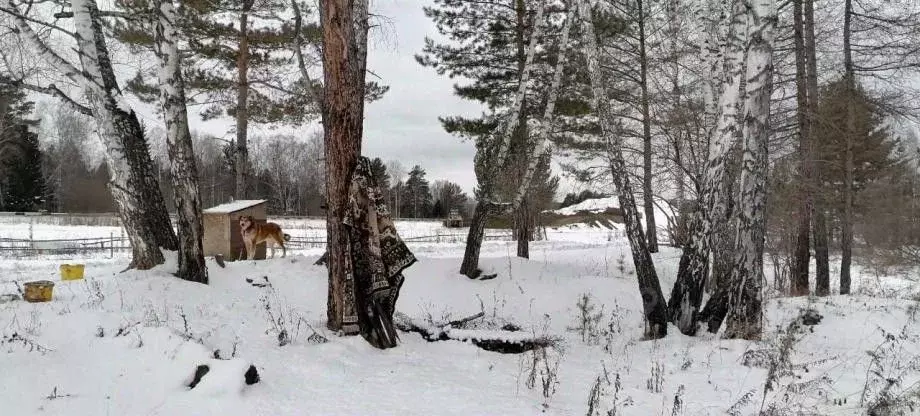 Участок в Красноярский край, Березовский район, Вознесенский ... - Фото 1