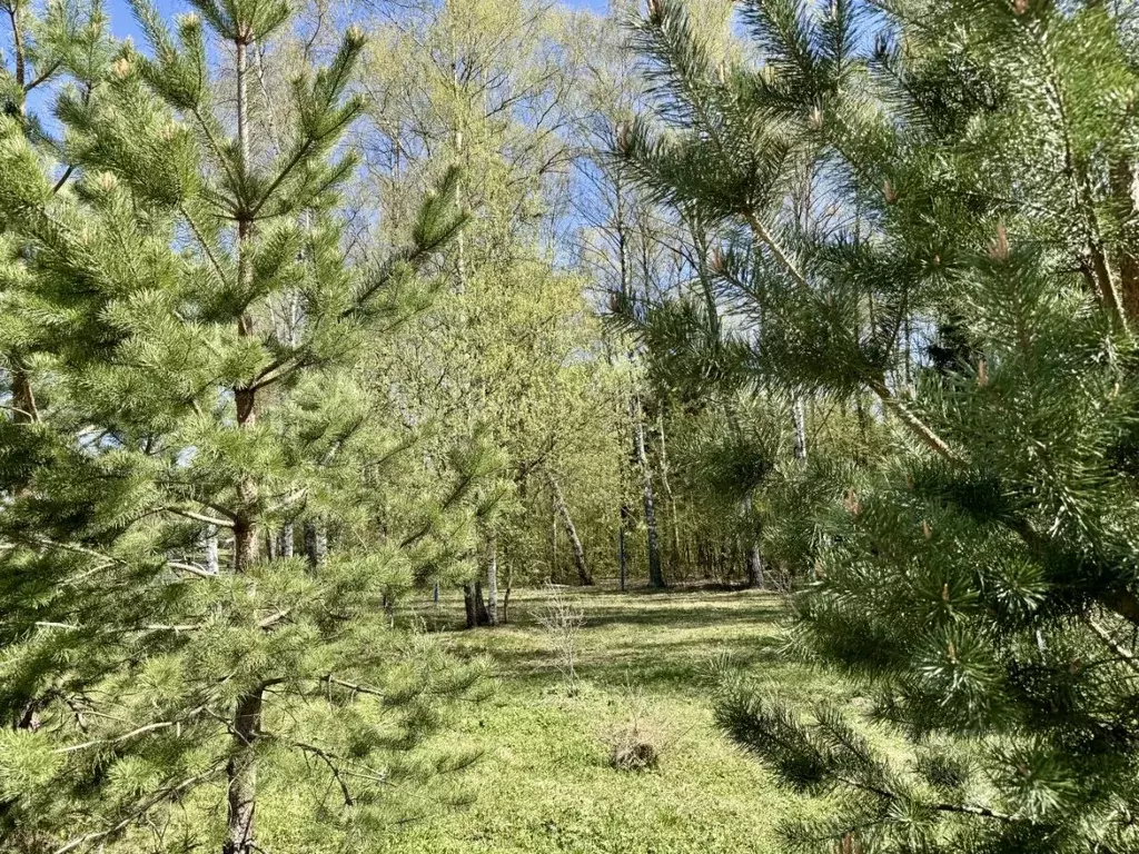 Участок в Московская область, Истра муниципальный округ, д. Красный ... - Фото 2