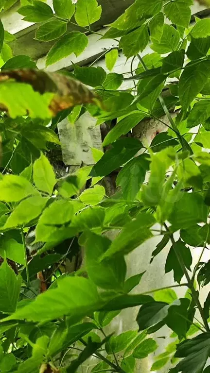 Дом 42,4 м на участке 31,5 сот. - Фото 0