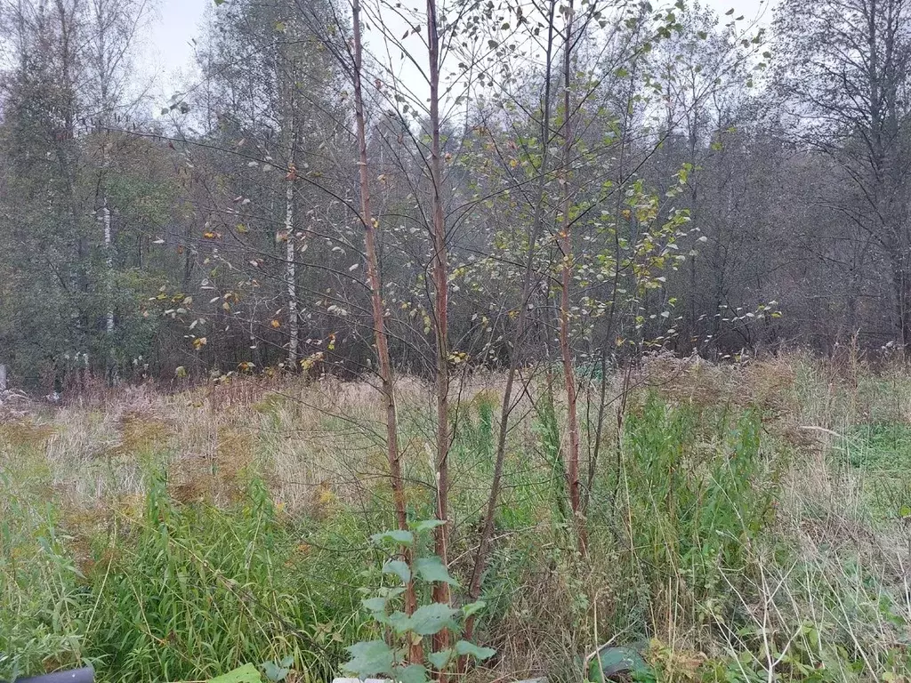 Участок в Ленинградская область, Приозерский район, пос. Сосново пер. ... - Фото 1