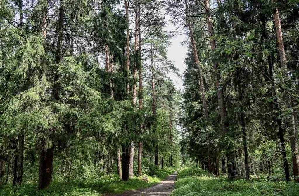 Участок в Московская область, Солнечногорск городской округ, Дачной ... - Фото 1
