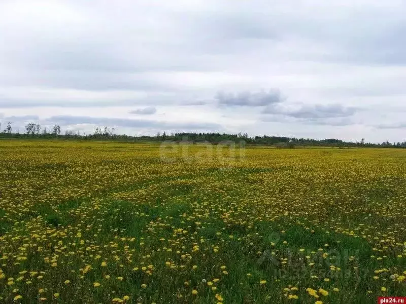 Участок в Кировская область, Кирово-Чепецкий район, Кстининское с/пос, ... - Фото 1