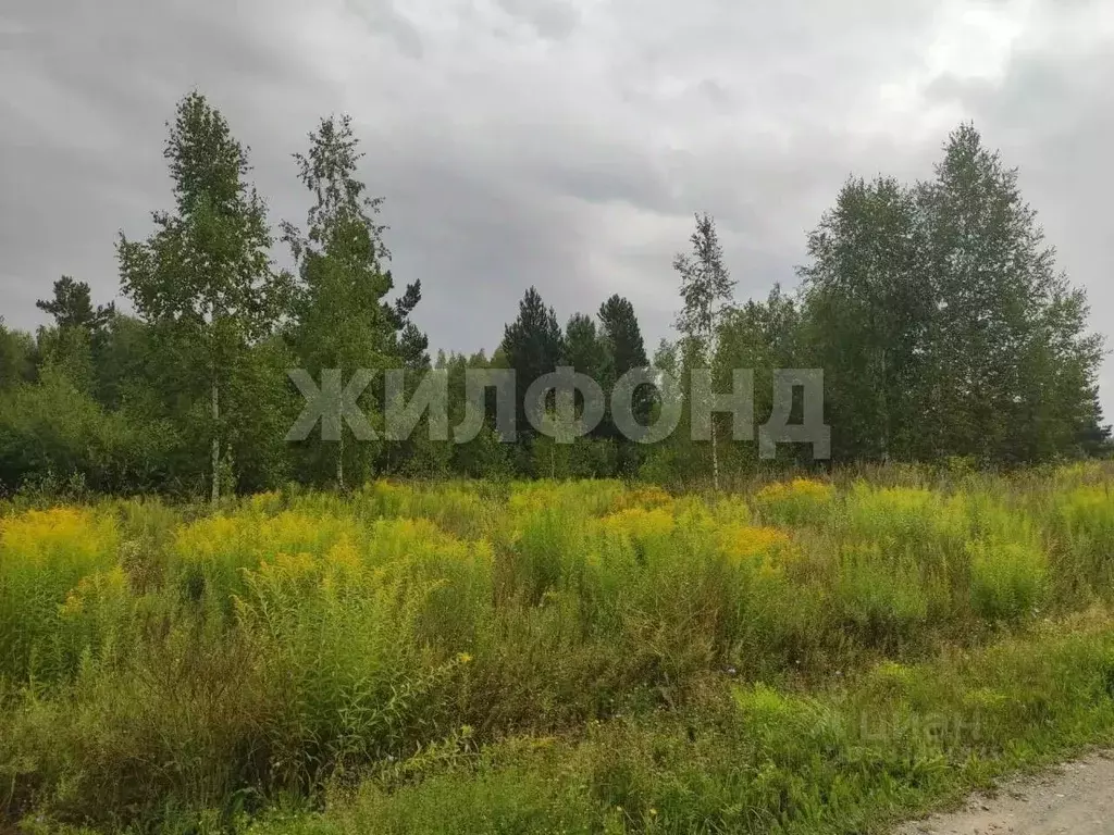 Участок в Новосибирская область, Новосибирский район, Барышевский ... - Фото 1