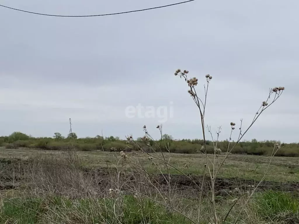 Участок в Курганская область, Щучанский муниципальный округ, пос. ... - Фото 1