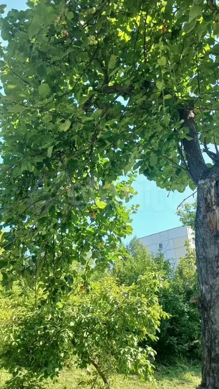 Участок 6 сот. (ИЖС) - Фото 1