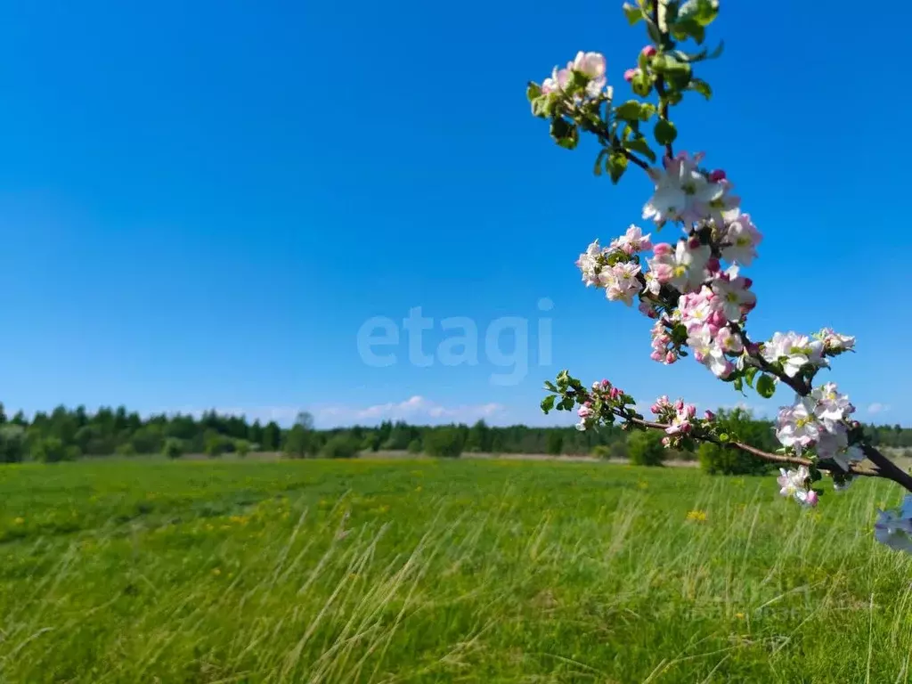 Участок в Вологодская область, Череповецкий район, Югское ... - Фото 1