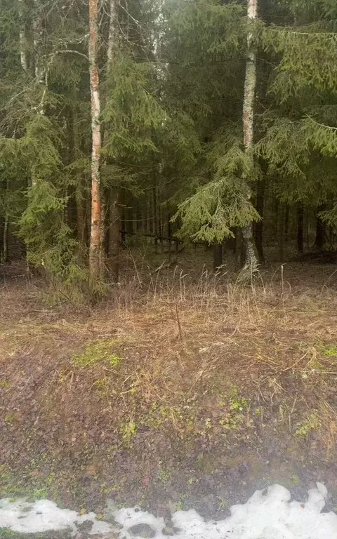 Участок в Московская область, Наро-Фоминский городской округ, д. ... - Фото 1